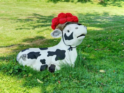unsere Bollenhutkuh Frieda