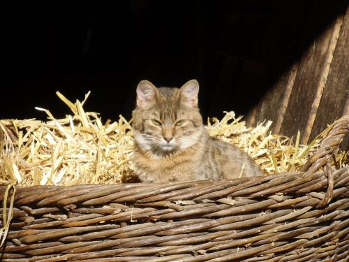 Katze
