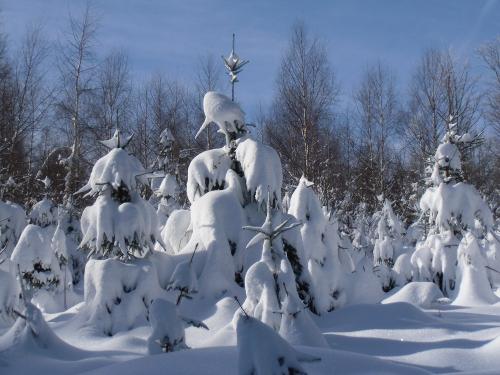 Tannen im Schnee