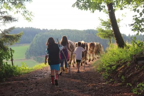 Unsere Kühe auf dem Weg zur Weide