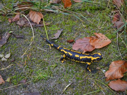 salamander