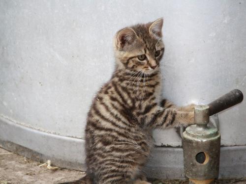 tigerchen