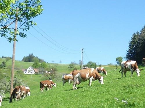 unsermilchkheaufderweide