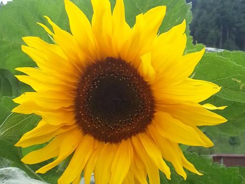 sonnenblume