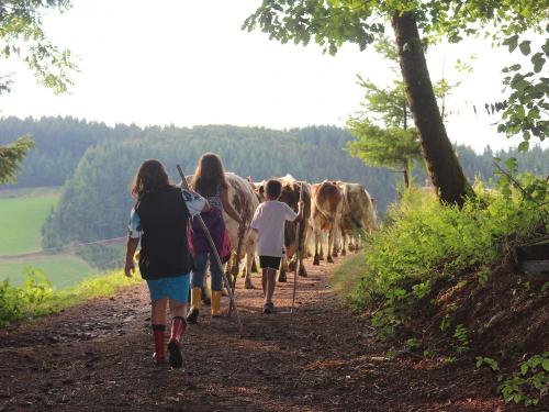 Unsere Kühe auf dem Weg zur Weide Unsere Kühe auf dem Weg zur Weide