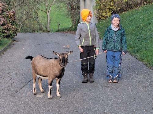 Spaziergang mit Ziege Frieda Spaziergang mit Ziege Frieda