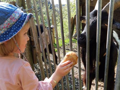 Ziegen füttern...immer ein Highlight