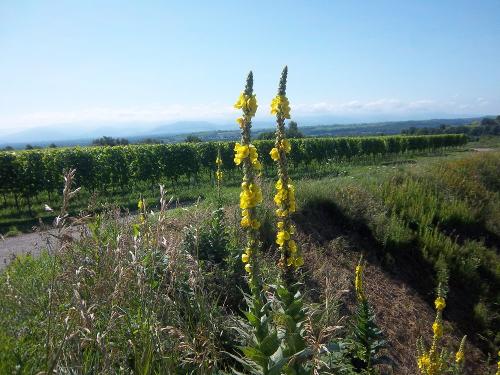 Königskerze am Wanderweg