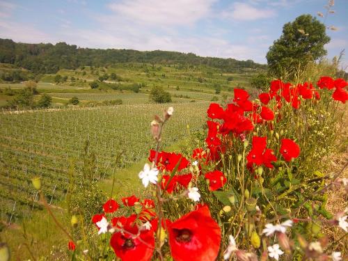 Mohn mit Weinberg