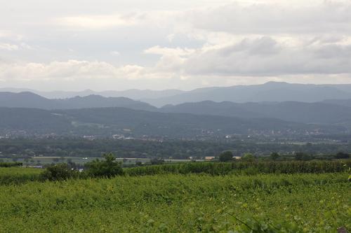 endingen-amoltern7