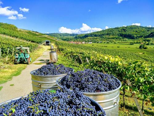 weinlese_1_web