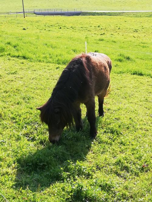 Pony
