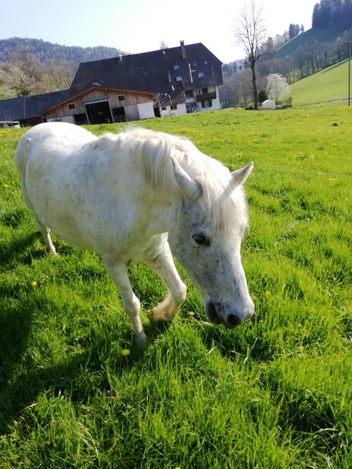 Pony