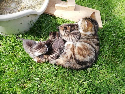 Katzenmama mit Ihren Kleinen