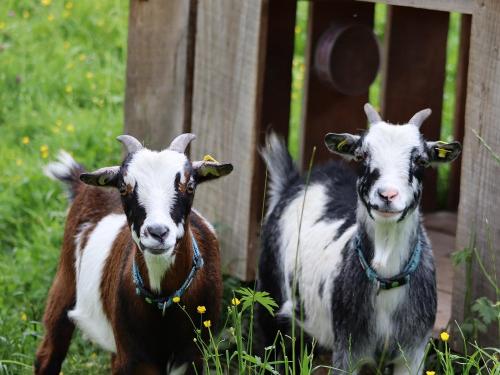 Ziegenfreunde