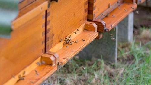 Bienenstock