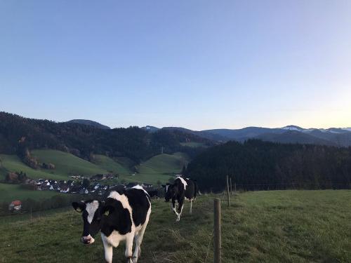 Umgebung