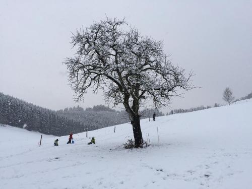 Schlittenfahren