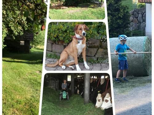 Impressionen vom Hof Impressionen vom Hof