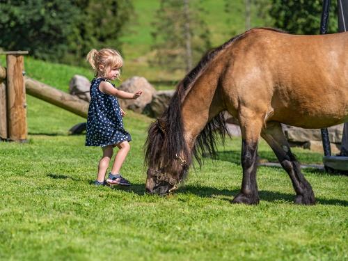 Pony
