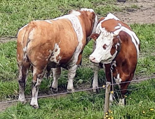 Kuh & Bulle