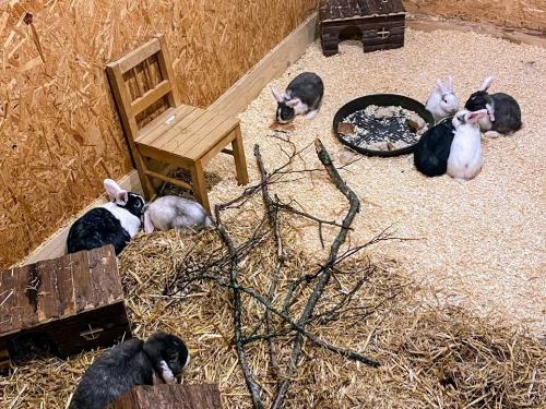 Hasengehege im Indoorspielplatz
