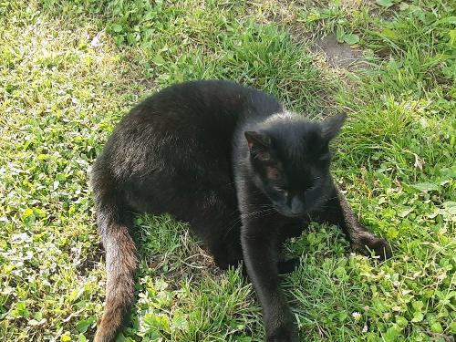 Katze Mia