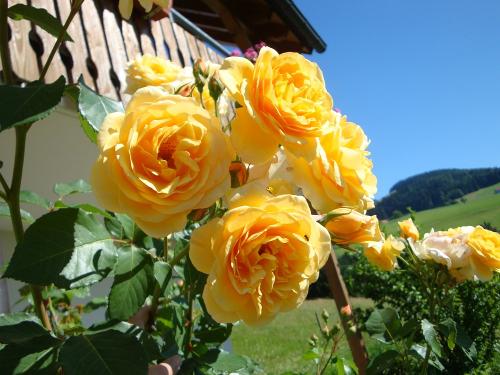 Rosen an der Terrasse