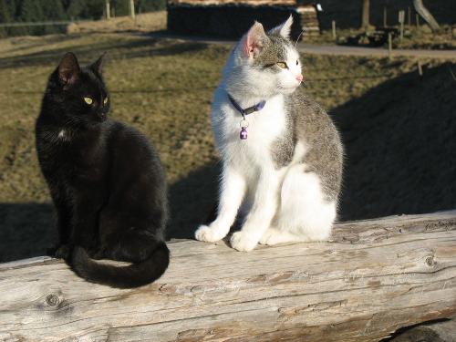 Katzen