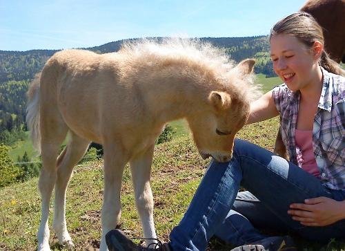 Ponyfohlen