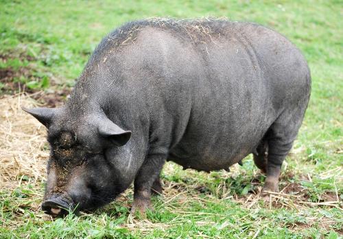 Schweinchen Berta