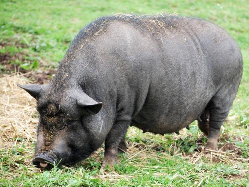 Schweinchen Berta