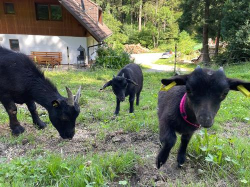 Unsere Mini-Ziegen Elsa ,Emmi und Evie