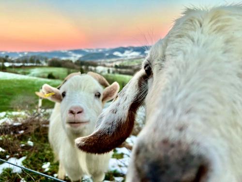 Unsere Ziegen Heidi und Jack