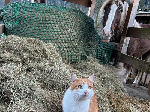 Unserer Kater Findus mit Schwarzwälder Ben und Fine