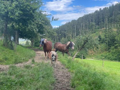 Unsere Schwärzwälder Fine und Ben und unser Minishetty Junior