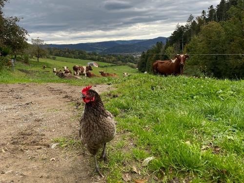 Unser Huhn Hedwig mit unseren Milchkühen