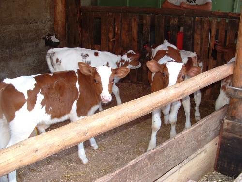 Biobauernhof mit Milchvieh