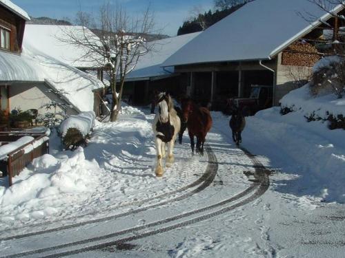 Tännlebuckhof Tännlebuckhof