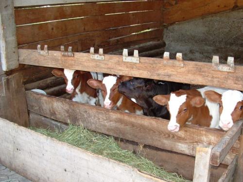 Tännlebuckhof Tännlebuckhof