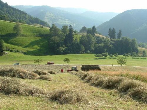 Tännlebuckhof Tännlebuckhof
