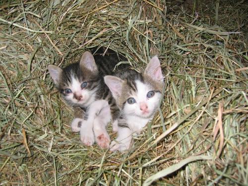 Katzennachwuchs