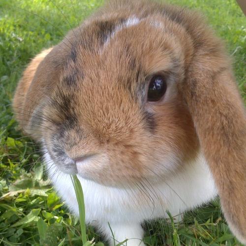 Unsere Hasen