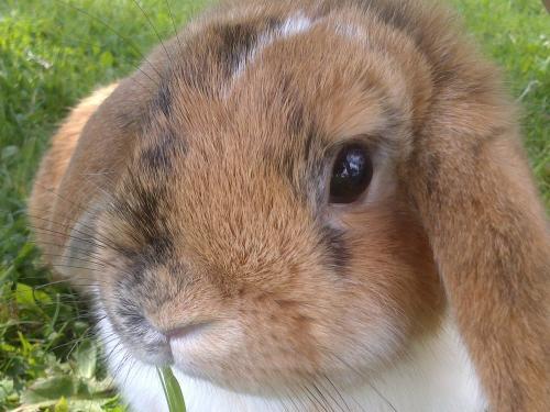 Unsere Hasen