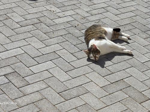 hofkatze