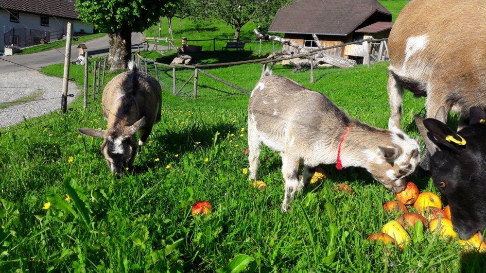 bildergalerien-maierhof-10-11