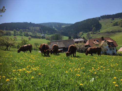 bildergalerien-maierhof-10-9