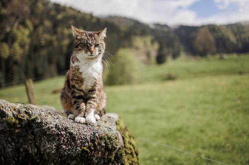 Spisingerhof_Katze