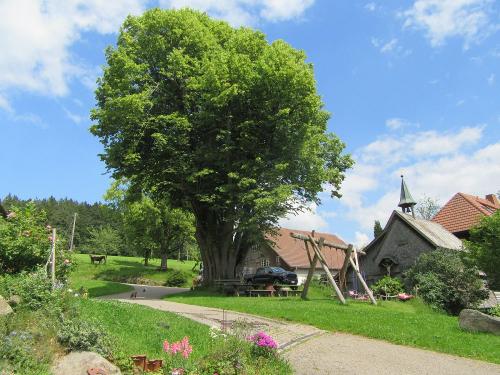 Ein Traum von Baum