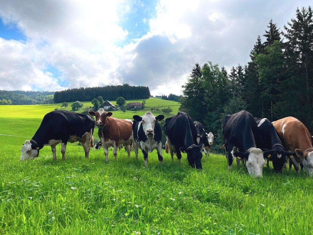 Unsere Kühe mit Panorama